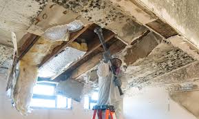 Mold Odor Removal Services in Wake Village, TX